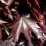 Acer platanoides 'Crimson Sentry'.png